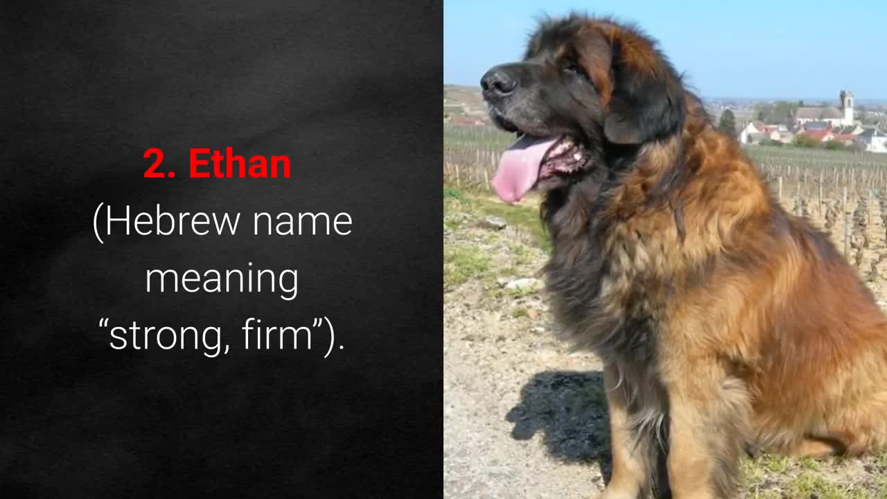 🐕 TOP 10 Strongest Dog Names - for Male And Female Dogs!
