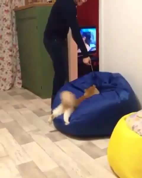 Good friends "chew the cud" together during lovely meadow visit ok