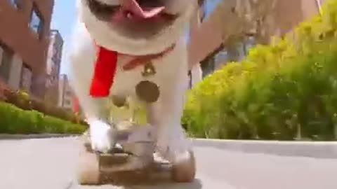 Skatedog 02