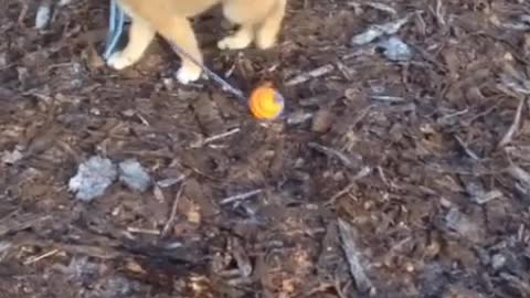 The puppy is still willing to believe that love is a happy thing