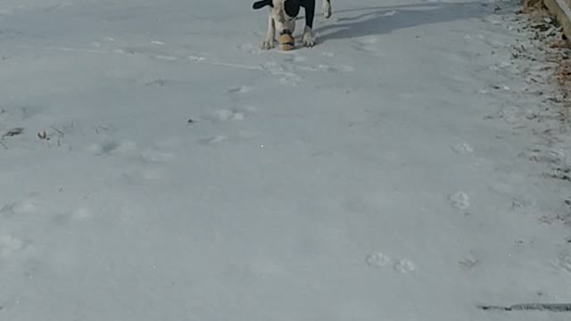 Winter Pups!