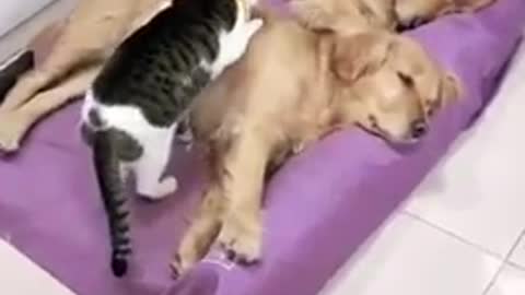 Fuuny cat and dog