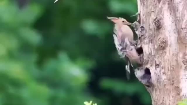 natural birds video / mother and children