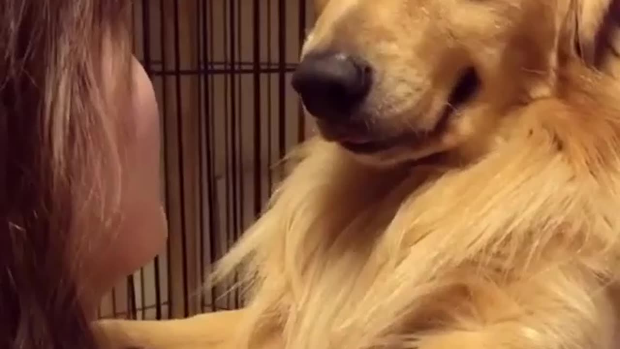 The beautiful dog, whenever he goes to pet his owner, treats him like a child