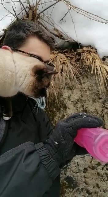 thirsty cat drinking water, funny