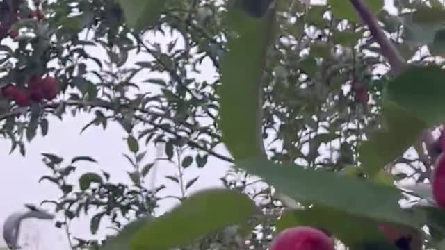 The fruit on the trees are red