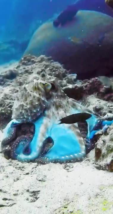 octopus transforms 🐙🤩