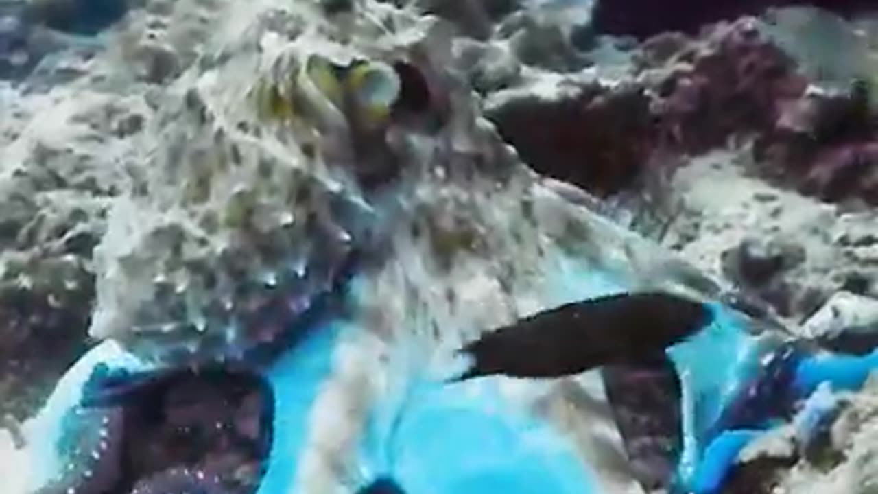 octopus transforms 🐙🤩