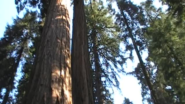 Sequoia national park redwoods...