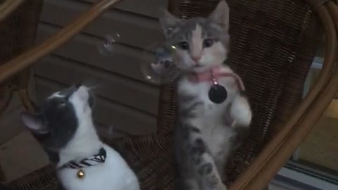 Two kittens play with bubbles