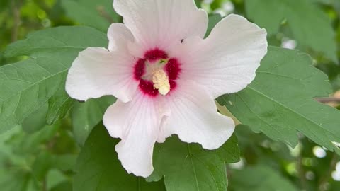 Pretty Flowers