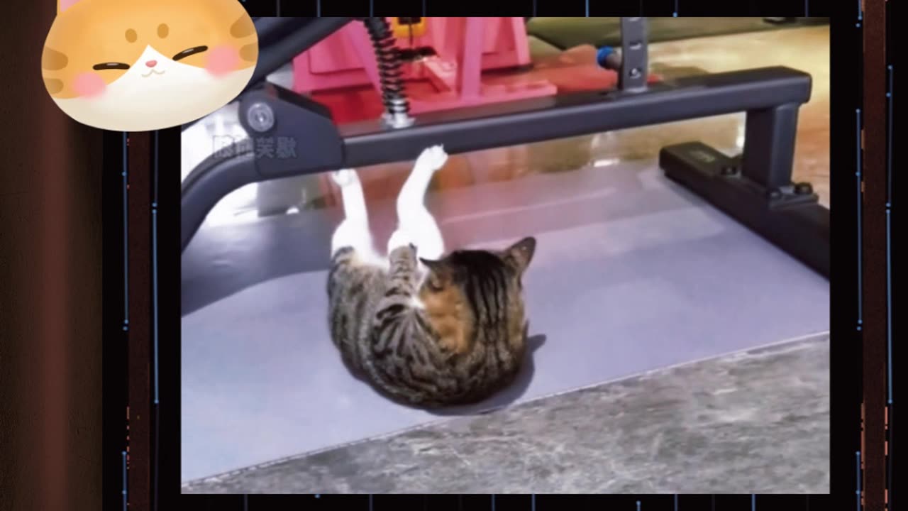 top 5 ninja cats funny video !