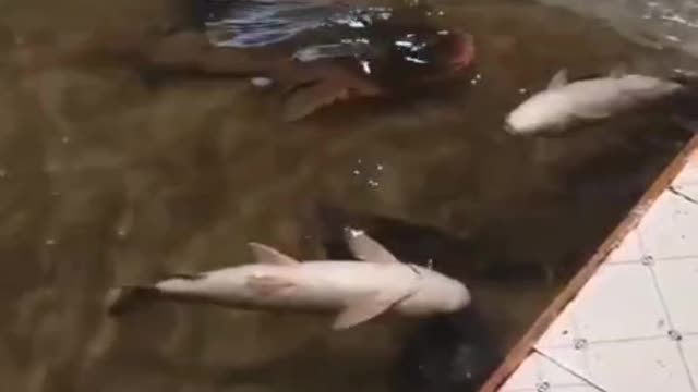 Fish playing water.