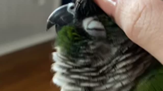 Scritching Jasper the Green Cheek Conure