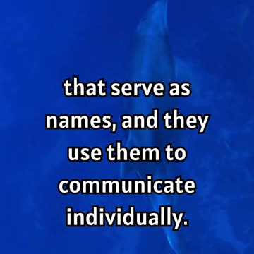 Dolphins Secret Language 🐬🔍 #facts