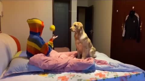 Cute and Funny Dog Videos Compilation