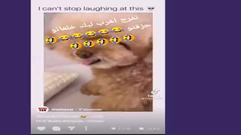 Funny clips laugh to death