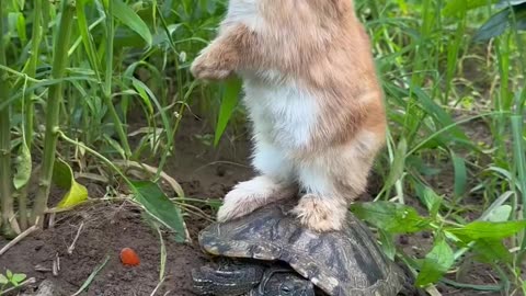 The little bunny can do the shoulder-shake dance.