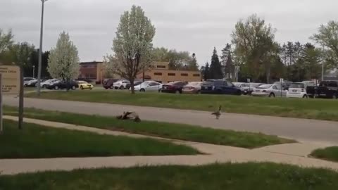 Funny animal videos you've been waiting to watch
