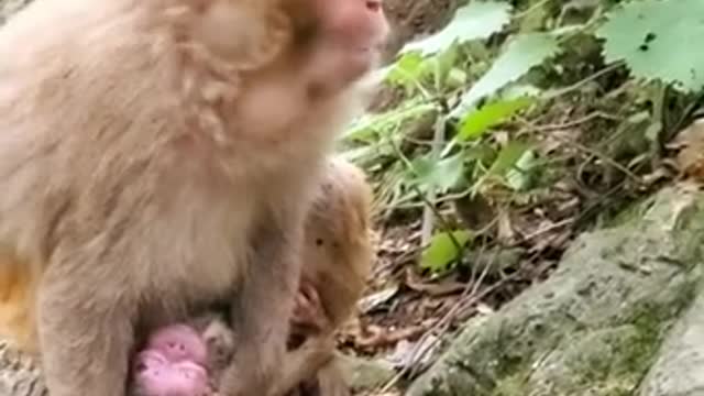 Lovely and Funny Monkey