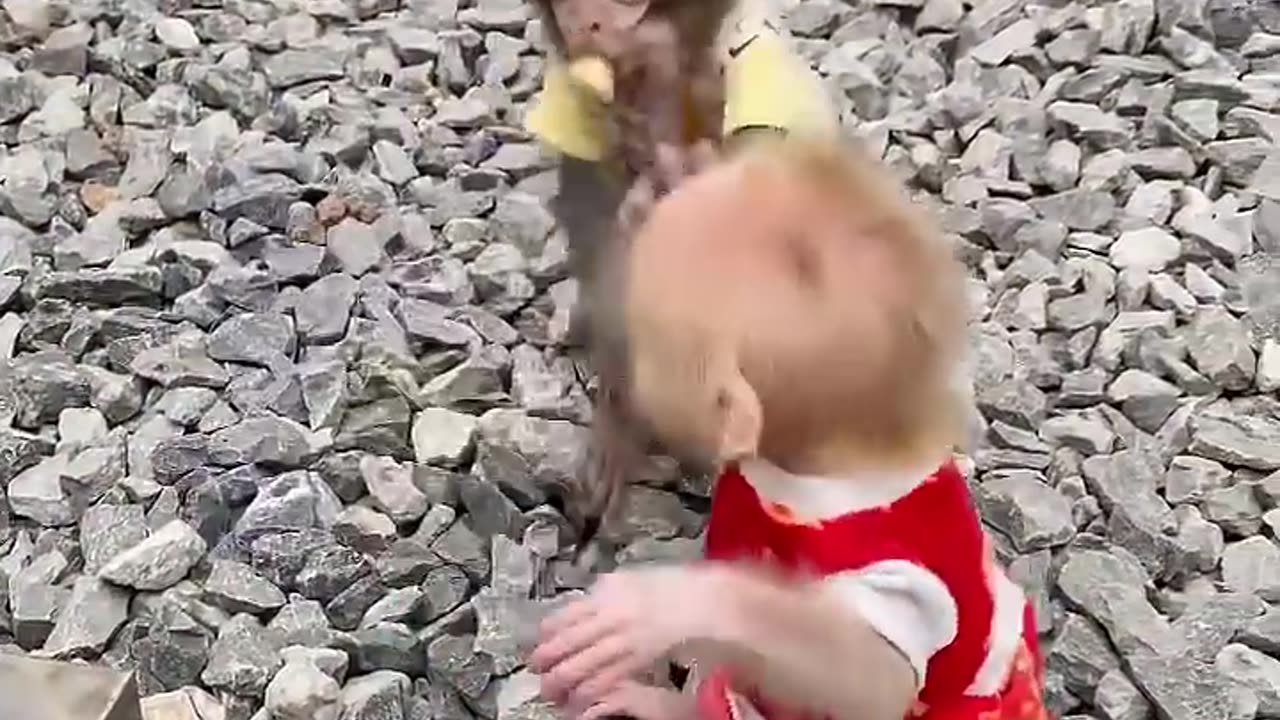 Funny Monkey