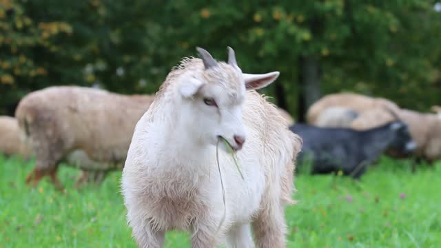 Goat Beautiful Child Eating In Grass Field