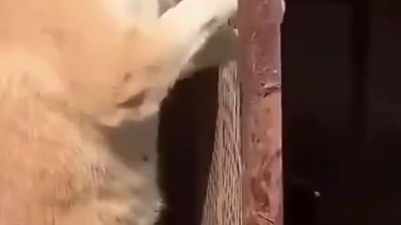 TRY NOT TO LAUGH 😆 Best Funny Videos Compilation 😂😁😆