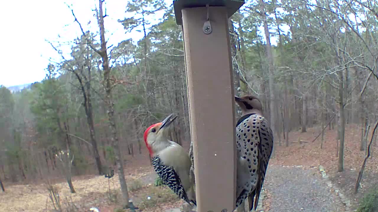 Northern Flicker and Redbellied Woodpecker