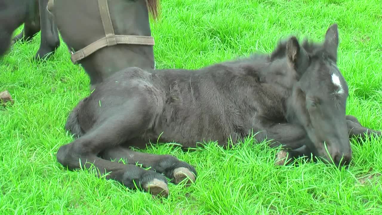 Beautiful horse gave birth to rare twin foals. This is what people saw in four days