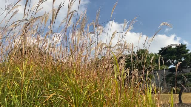 The reeds and winds of Suwon Hwaseong in Korea