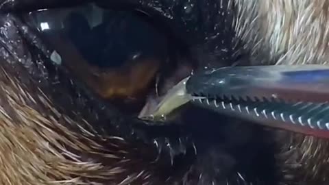 Pulling out a Foxtail from a dogs eye