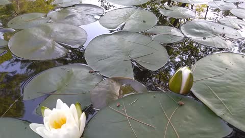 Water Lilies