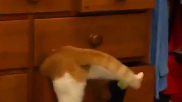 Cat stuck in a drawer cabinet