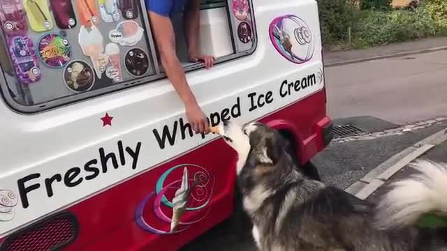 My dog waits for ice cream truck every single day