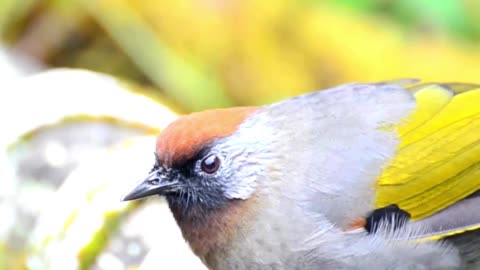 This is a Yellow-winged Tanager