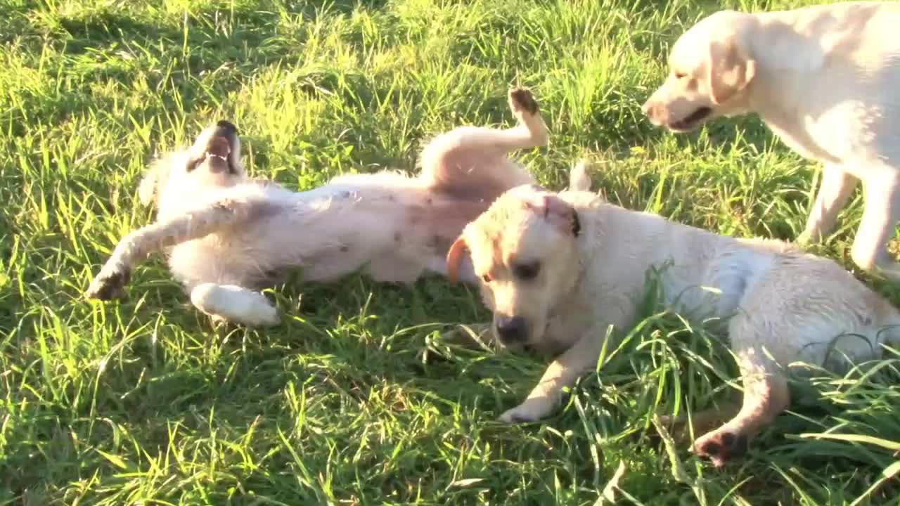 dogs have fun playing outdoors