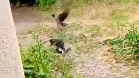 Cat v/s Crow