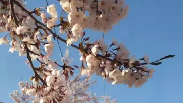 Cherry blossoms shaking with a lot of wind