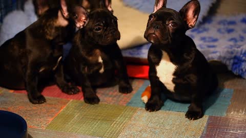 French bulldog playing together