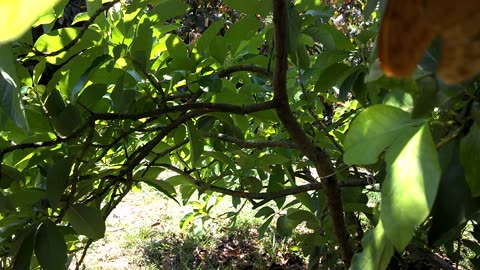 Julia Heliconia Butterfly Mating