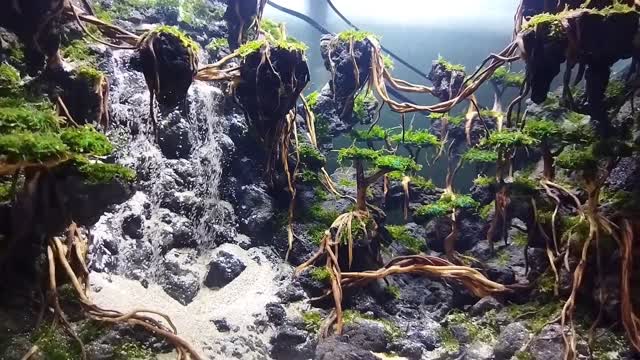 Aquascaping aquarium Avatar Scape