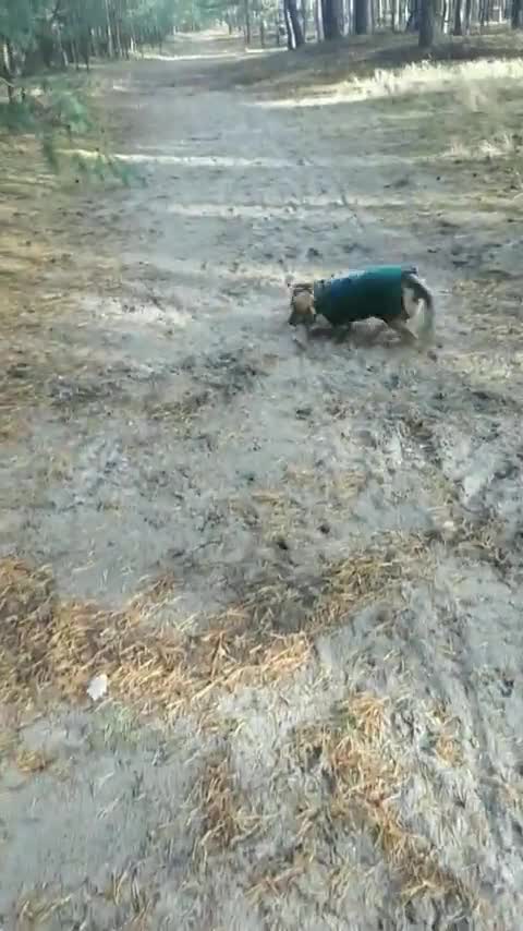 He was raised in an all-concrete shelter..This is his reaction everytime he steps into nature..