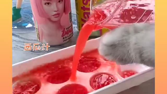 Cute cat cutting watermelon