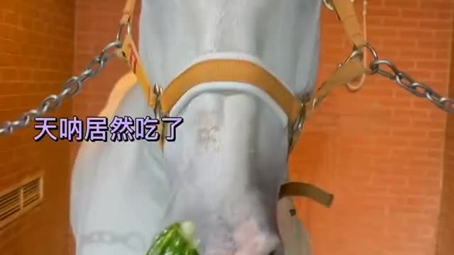 Cucumber eating horse