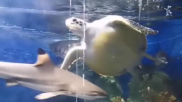 The shark