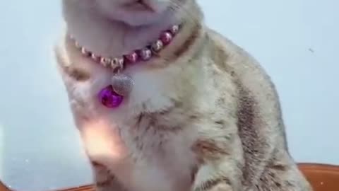 cat short video