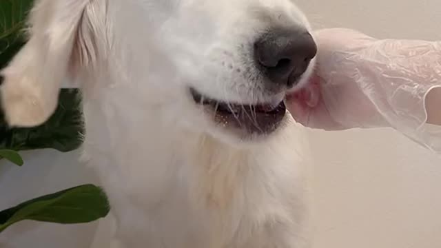 WHITE DOG EATING FOOD