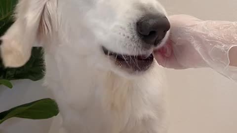 WHITE DOG EATING FOOD