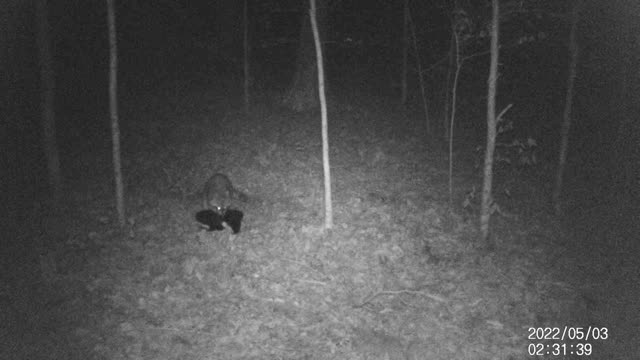 Racoon Demands more food...