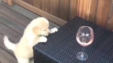 dogs happiness